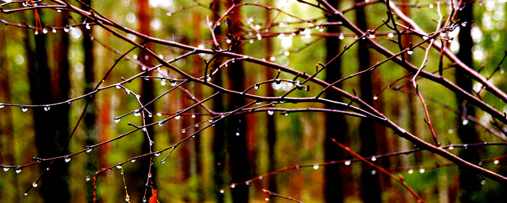 Wet branch in forest